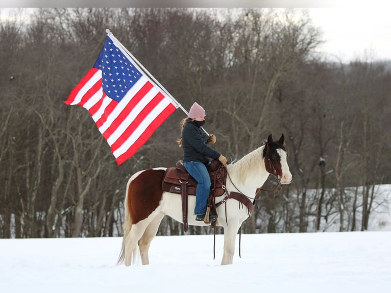 American Paint Horse Hongre 6 Ans 145 cm Pinto in Clarion