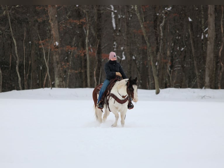 American Paint Horse Hongre 6 Ans 145 cm Pinto in Clarion