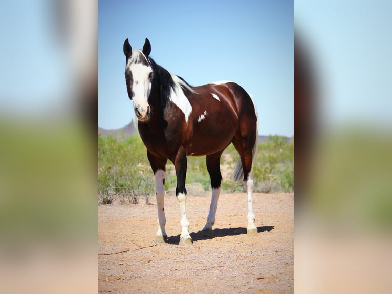 American Paint Horse Hongre 6 Ans 147 cm Pinto in Marana