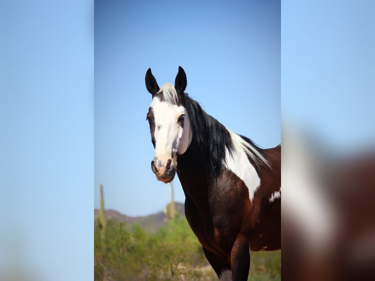 American Paint Horse Hongre 6 Ans 147 cm Pinto in Marana