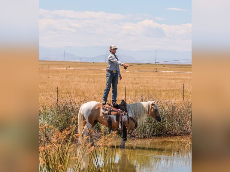 American Paint Horse Hongre 6 Ans 147 cm Pinto in Ranger