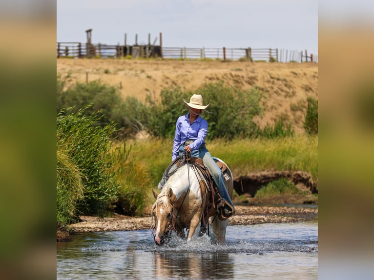 American Paint Horse Hongre 6 Ans 147 cm Pinto in Ranger