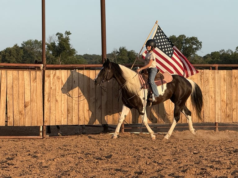 American Paint Horse Hongre 6 Ans 147 cm Pinto in Weatherford