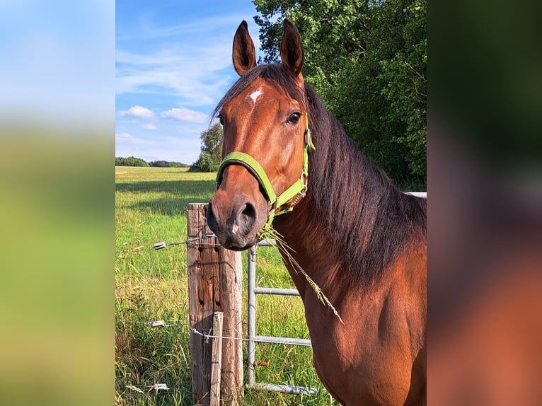 American Paint Horse Hongre 6 Ans 150 cm Bai in Waldmühlen