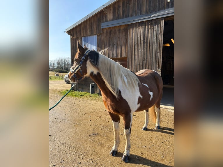 American Paint Horse Hongre 6 Ans 150 cm Tobiano-toutes couleurs in Limoges