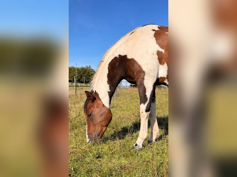 American Paint Horse Hongre 6 Ans 150 cm Tobiano-toutes couleurs in Limoges
