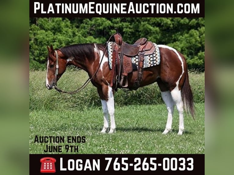 American Paint Horse Hongre 6 Ans 152 cm Alezan brûlé in Level Green KY