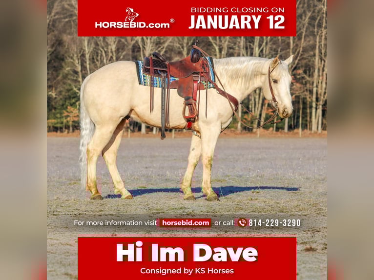 American Paint Horse Hongre 6 Ans 152 cm Palomino in Clarion