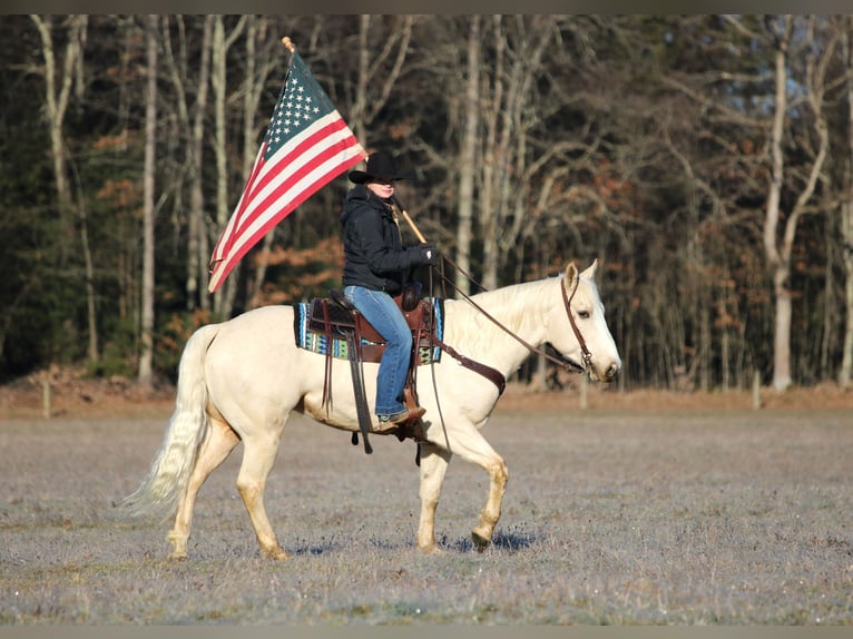 American Paint Horse Hongre 6 Ans 152 cm Palomino in Clarion