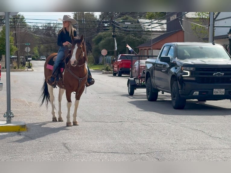 American Paint Horse Hongre 6 Ans 152 cm Pinto in Weatherford