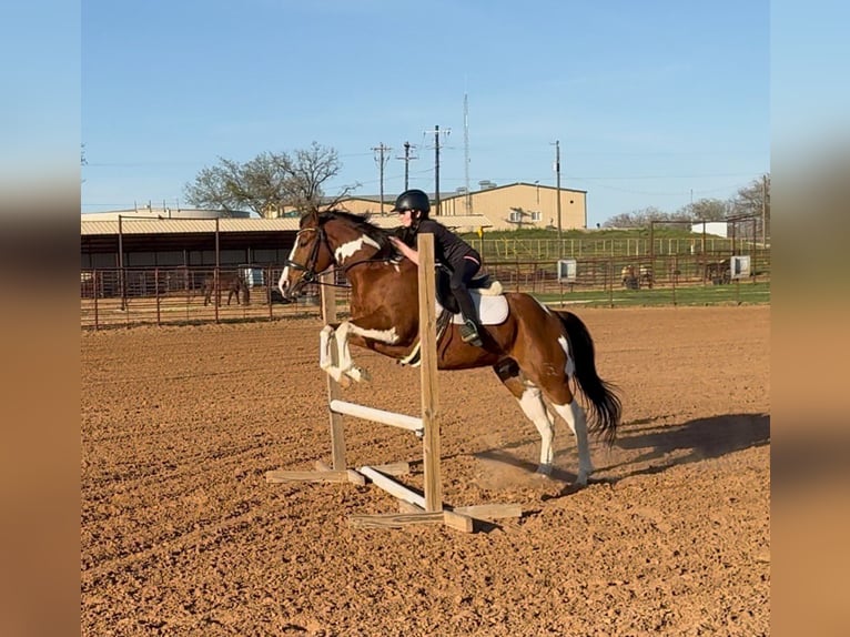 American Paint Horse Hongre 6 Ans 152 cm Pinto in Weatherford