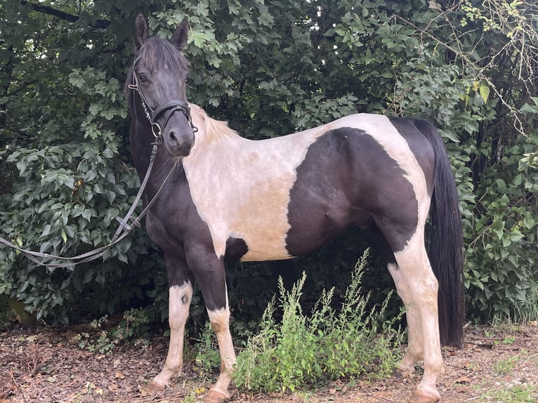 American Paint Horse Hongre 6 Ans 153 cm Pinto in Ursensollen