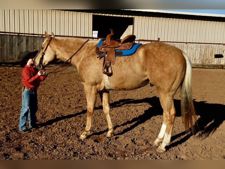 American Paint Horse Hongre 6 Ans 155 cm Palomino in Weatherford