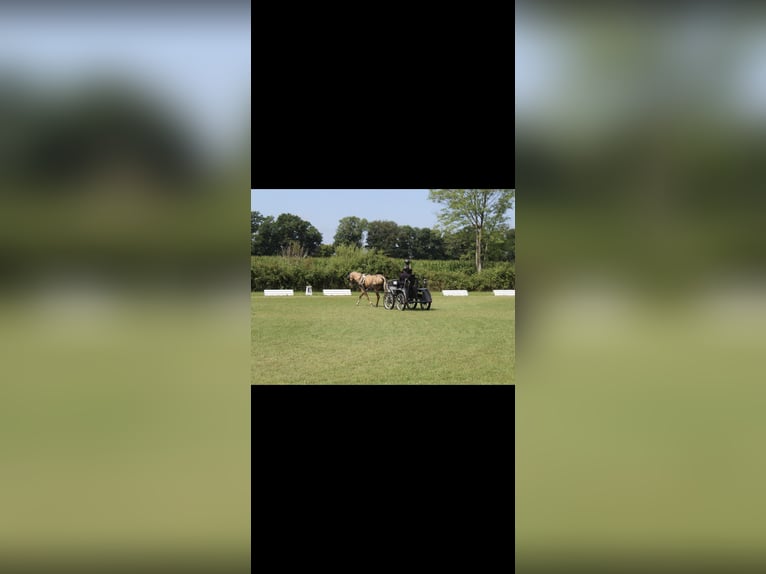 American Paint Horse Hongre 6 Ans 155 cm Palomino in Saerbeck