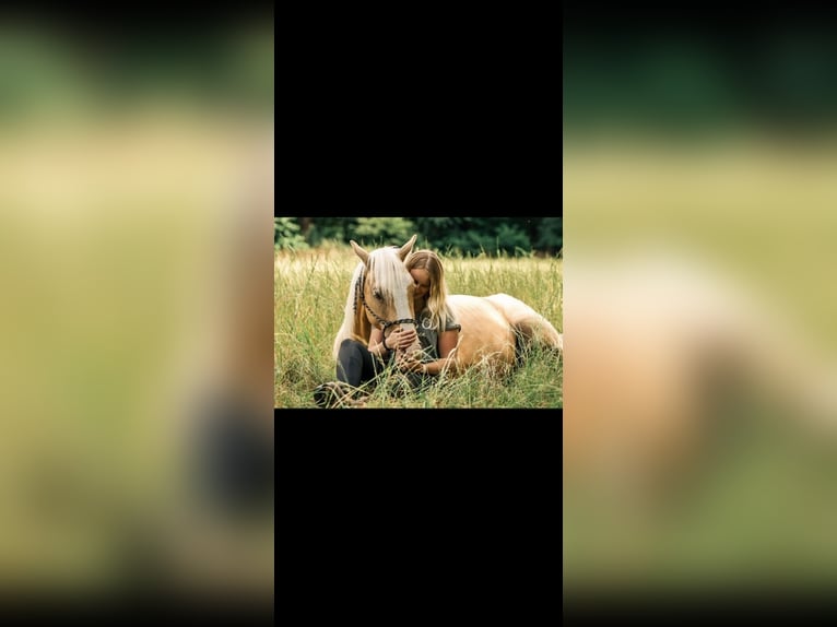 American Paint Horse Hongre 6 Ans 155 cm Palomino in Saerbeck