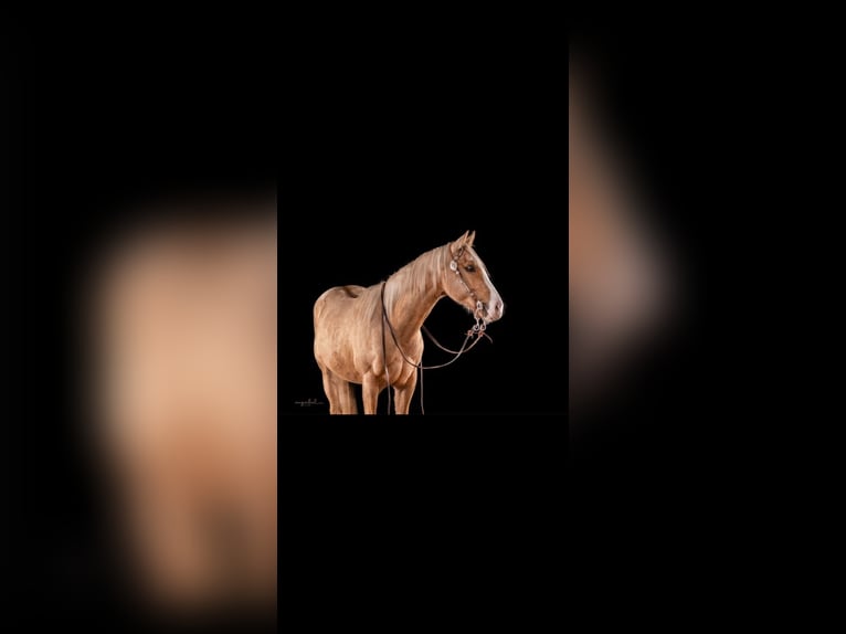 American Paint Horse Hongre 6 Ans 155 cm Palomino in Saerbeck