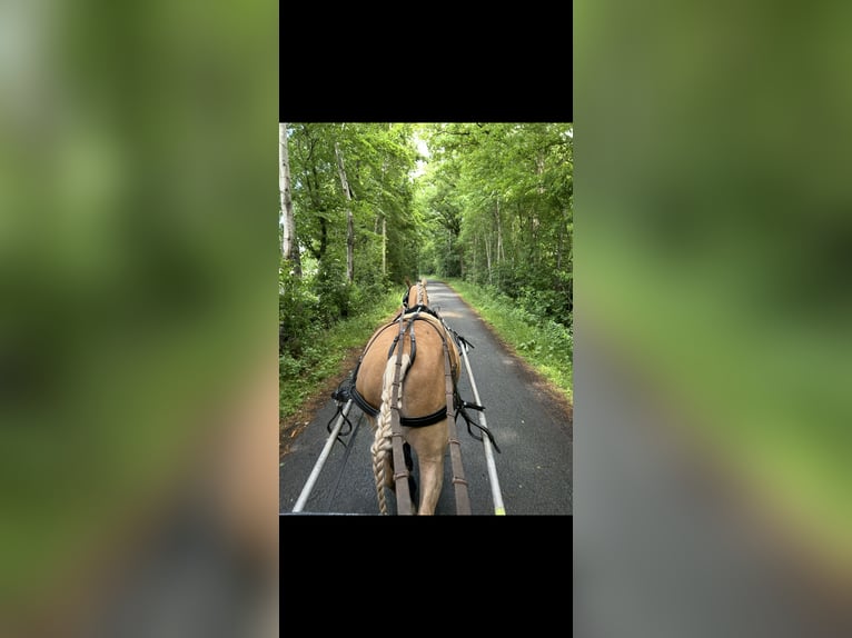 American Paint Horse Hongre 6 Ans 155 cm Palomino in Saerbeck