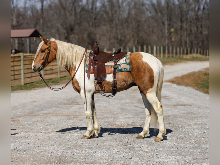 American Paint Horse Hongre 6 Ans 155 cm Pinto in Santa Fe