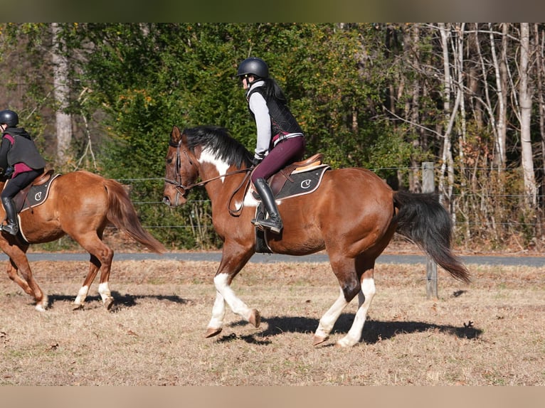 American Paint Horse Croisé Hongre 6 Ans 155 cm Pinto in Clover