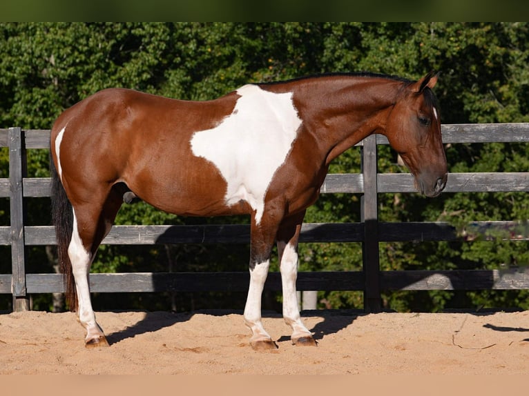 American Paint Horse Croisé Hongre 6 Ans 155 cm Pinto in Clover