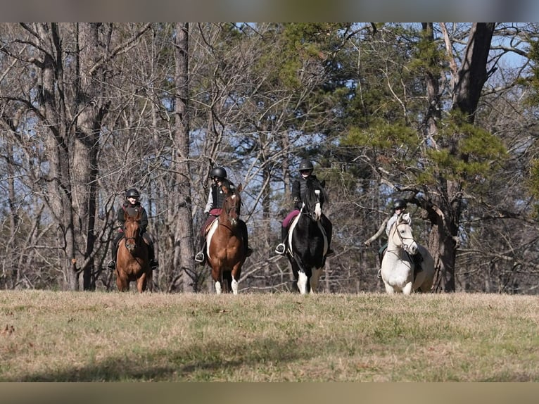 American Paint Horse Croisé Hongre 6 Ans 155 cm Pinto in Clover