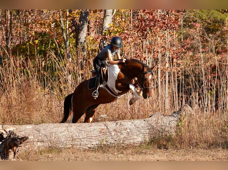 American Paint Horse Croisé Hongre 6 Ans 155 cm Pinto in Clover