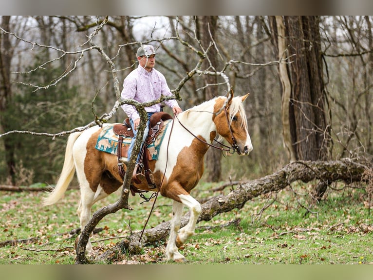 American Paint Horse Hongre 6 Ans 155 cm Pinto in Santa Fe