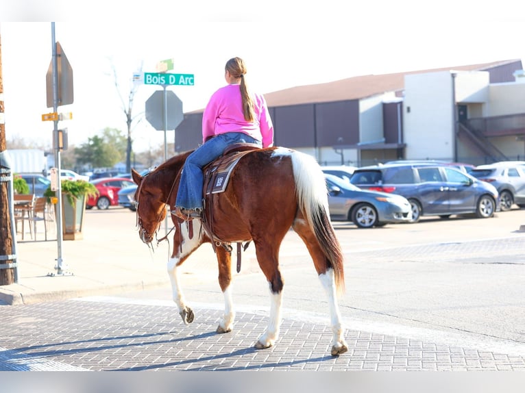 American Paint Horse Hongre 6 Ans 157 cm Bai cerise in Forney