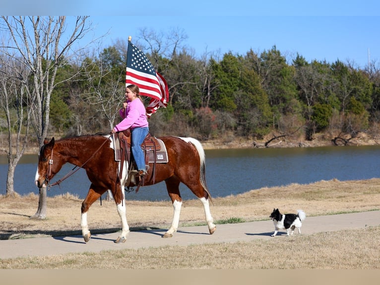 American Paint Horse Hongre 6 Ans 157 cm Bai cerise in Forney