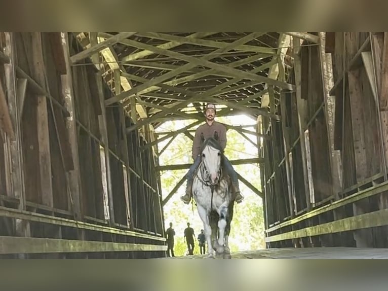 American Paint Horse Hongre 6 Ans 157 cm Gris in Paicines CA