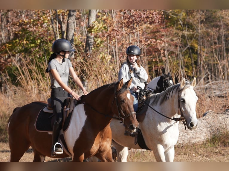 American Paint Horse Croisé Hongre 6 Ans 157 cm Pinto in Clover