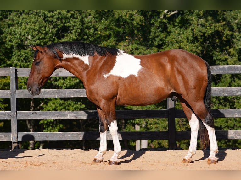 American Paint Horse Croisé Hongre 6 Ans 157 cm Pinto in Clover