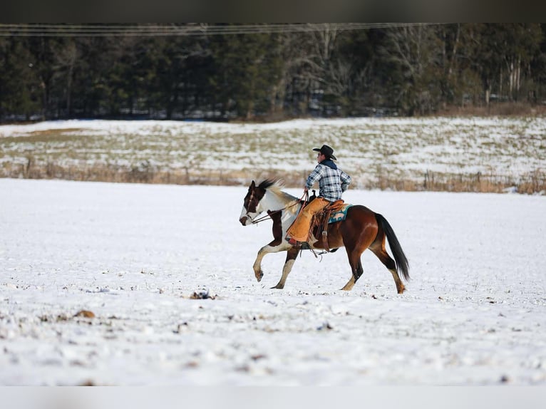 American Paint Horse Hongre 6 Ans 157 cm Tobiano-toutes couleurs in Santa Fe TN