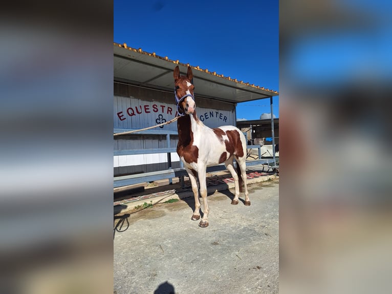 American Paint Horse Hongre 6 Ans 158 cm Tovero-toutes couleurs in Solarino