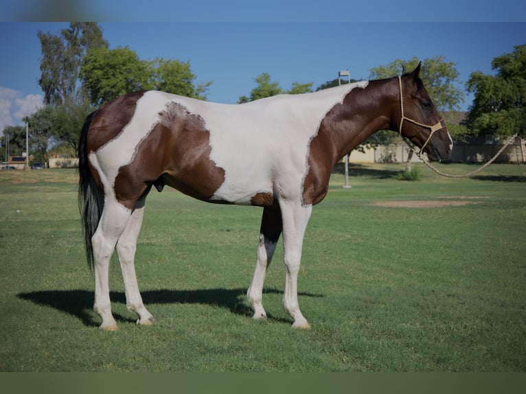 American Paint Horse Hongre 6 Ans 160 cm Pinto in Tonopah