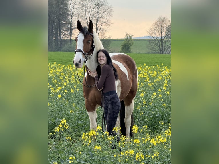 American Paint Horse Croisé Hongre 6 Ans 165 cm Pinto in Minden