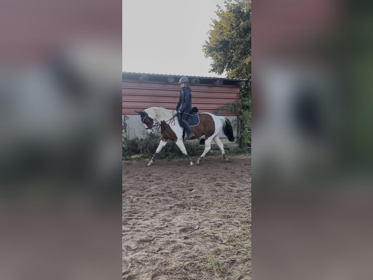 American Paint Horse Croisé Hongre 6 Ans 165 cm Pinto in Minden