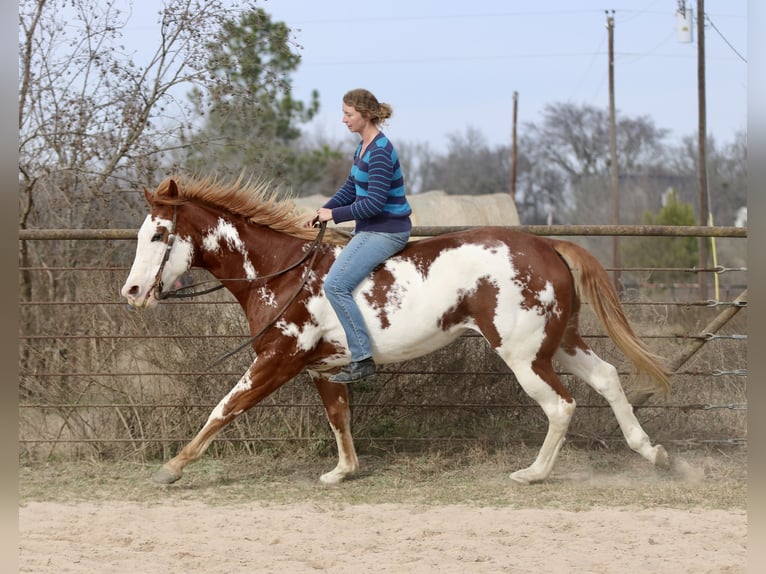 American Paint Horse Hongre 6 Ans 168 cm Alezan cuivré in Athens