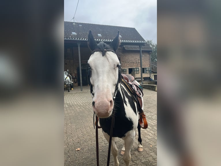 American Paint Horse Hongre 6 Ans Overo-toutes couleurs in Kelkheim (Taunus)