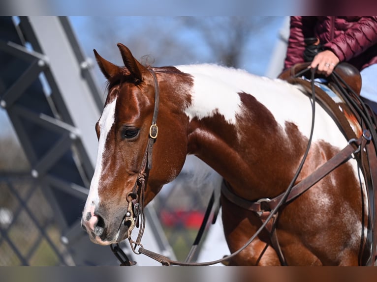 American Paint Horse Hongre 6 Ans Pinto in Waco