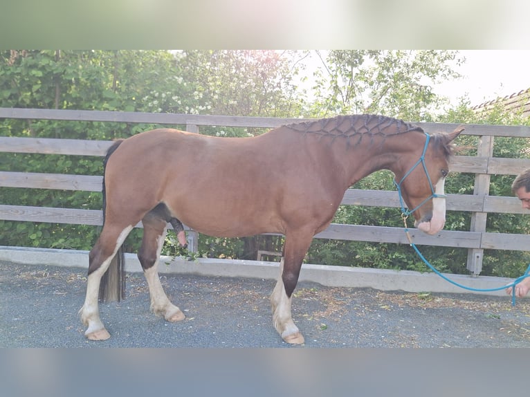 American Paint Horse Croisé Hongre 7 Ans 142 cm Bai brun in KLOSTERMARIENBERG