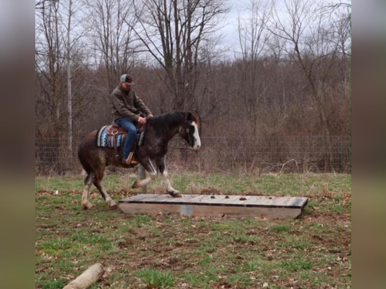 American Paint Horse Hongre 7 Ans 142 cm Rouan Bleu in Howell