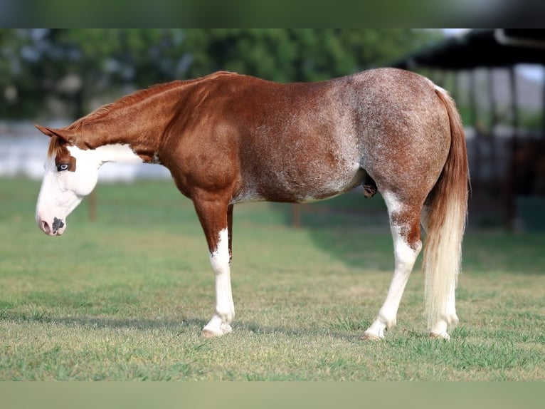 American Paint Horse Hongre 7 Ans 142 cm in Mount Vernon, TX