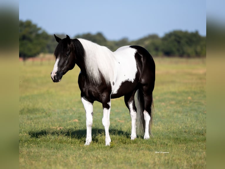 American Paint Horse Hongre 7 Ans 147 cm Pinto in Weatherford
