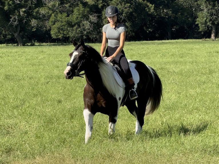 American Paint Horse Hongre 7 Ans 147 cm Pinto in Weatherford