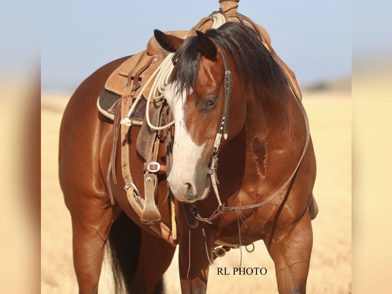American Paint Horse Hongre 7 Ans 150 cm Bai cerise in Menan, ID