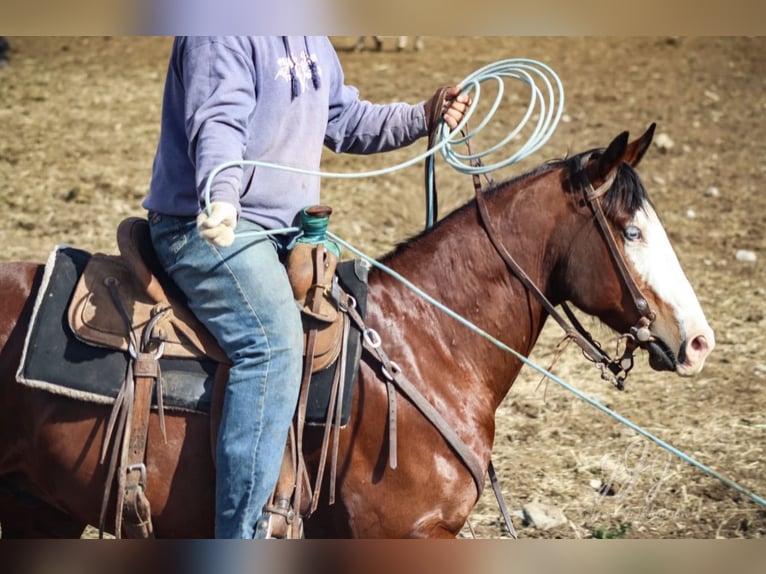 American Paint Horse Hongre 7 Ans 150 cm Bai cerise in Menan, ID