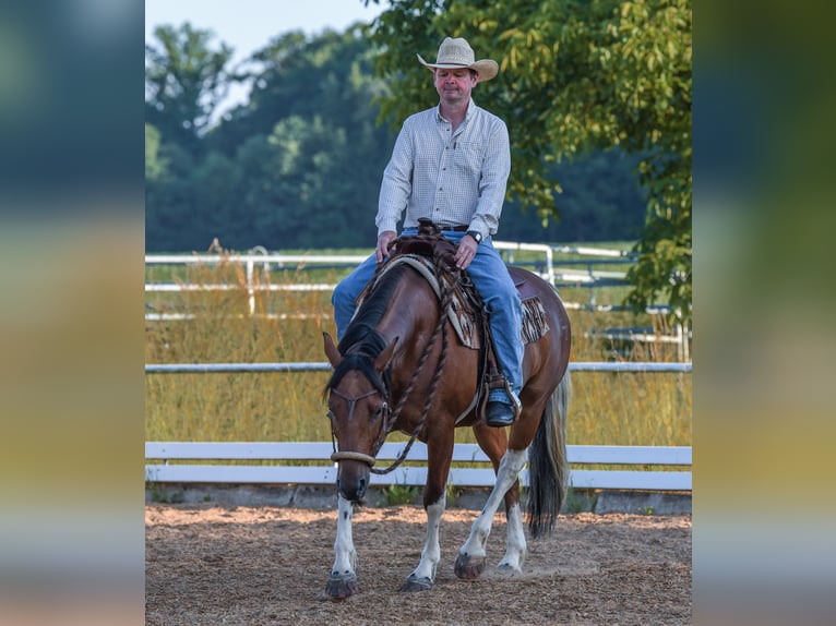 American Paint Horse Hongre 7 Ans 150 cm Tobiano-toutes couleurs in Monheim