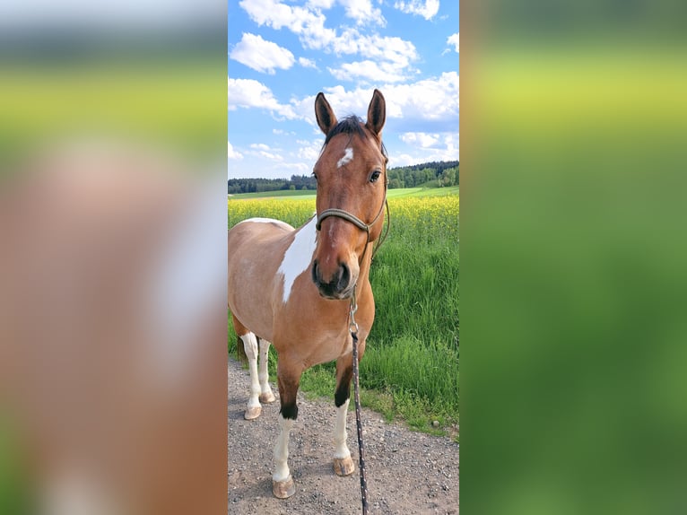 American Paint Horse Hongre 7 Ans 150 cm Tobiano-toutes couleurs in Engelbrechts