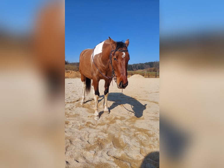 American Paint Horse Hongre 7 Ans 150 cm Tobiano-toutes couleurs in Engelbrechts